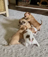Tan/brindle, a female Chihuahua for sale in Virginia Beach, VA – 5 of 7