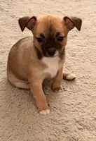 Black mask , a female Chihuahua for sale in Virginia Beach, VA – Photo 1 of 5