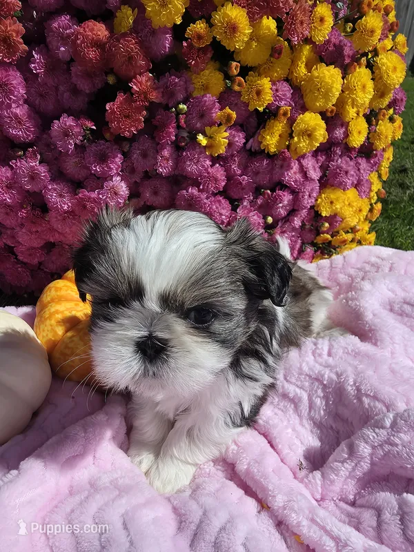 Heather AKC – Shih Tzu puppy for sale in Buffalo, NY