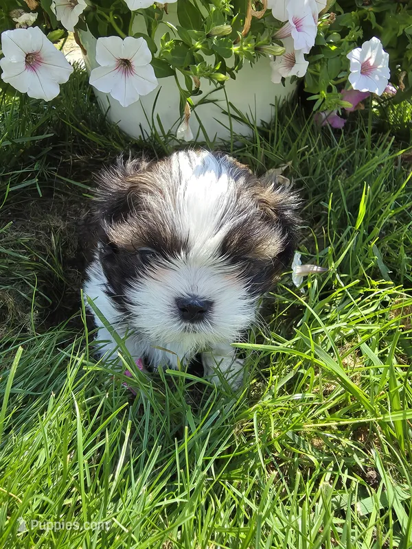 Tom AKC Imperial  – Shih Tzu puppy for sale in Buffalo, NY