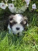Tom AKC Imperial , a male Shih Tzu for sale in Buffalo, NY – 1 of 3