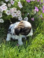 Petunia AKC Imperial , a female Shih Tzu for sale in Buffalo, NY – 3 of 4