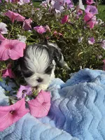 Lou AKC, a male Shih Tzu for sale in Buffalo, NY – 3 of 3