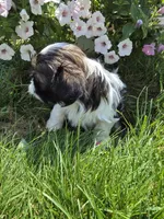 Petunia AKC Imperial , a female Shih Tzu for sale in Buffalo, NY – 2 of 4