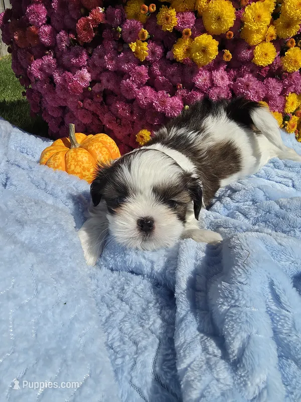 Obi Won AKC – Shih Tzu puppy for sale in Buffalo, NY