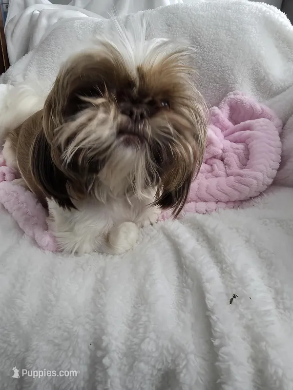 Charlie AKC Spayed 10lbs – Shih Tzu puppy for sale in Buffalo, NY