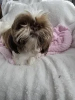 Charlie AKC Spayed 10lbs, a female Shih Tzu for sale in Buffalo, NY – Photo 1 of 3