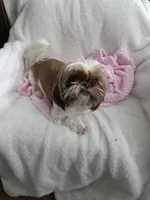 Charlie AKC Spayed 10lbs, a female Shih Tzu for sale in Buffalo, NY – Photo 3 of 3