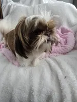 Charlie AKC Spayed 10lbs, a female Shih Tzu for sale in Buffalo, NY – Photo 2 of 3