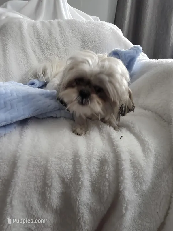 Oliver AKC  9lbs – Shih Tzu puppy for sale in Buffalo, NY