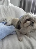 Oliver AKC  9lbs, a male Shih Tzu for sale in Buffalo, NY – Photo 2 of 2