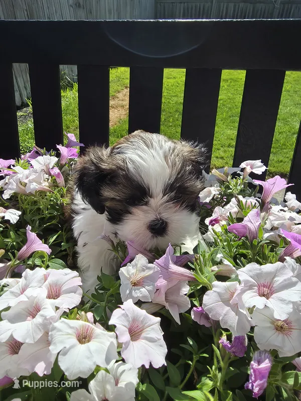 Dale AKC Imperial  – Shih Tzu puppy for sale in Buffalo, NY
