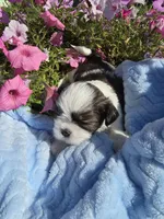 Norman, a male Shih Tzu for sale in Buffalo, NY – 3 of 3