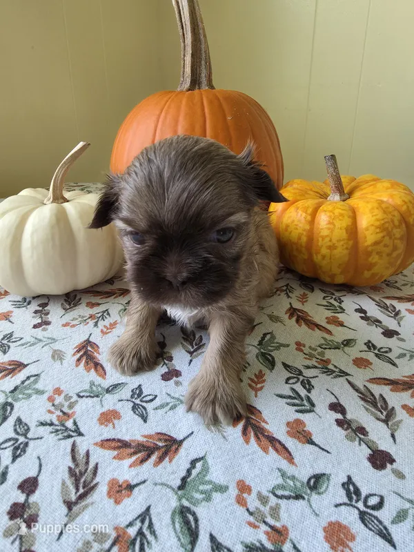 Elmer AKC Imperial  – Shih Tzu puppy for sale in Buffalo, NY