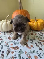 Elmer AKC Imperial , a male Shih Tzu for sale in Buffalo, NY – 1 of 3