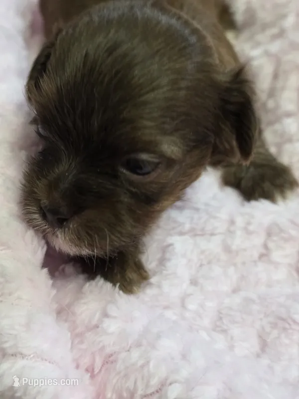 Rosie Toy Poodle AKC Shihpoo – Shih Tzu, Poodle - Toy  puppy for sale in Buffalo, NY