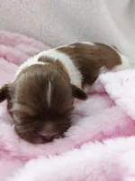 Crystal , a female Shih Tzu for sale in Buffalo, NY – Photo 1 of 2