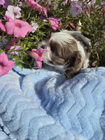 Oliver AKC , a male Shih Tzu for sale in Buffalo, NY – 2 of 3
