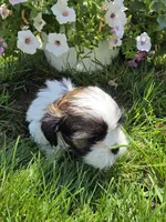 Dale AKC Imperial , a male Shih Tzu for sale in Buffalo, NY – 2 of 2