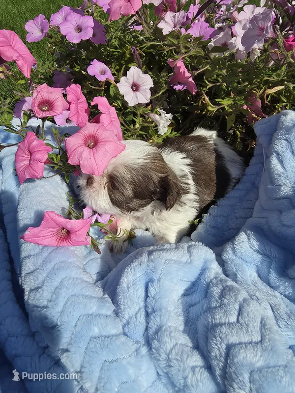 Obi Won AKC – Shih Tzu puppy for sale in Buffalo, NY