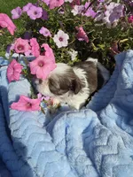 Obi Won AKC, a male Shih Tzu for sale in Buffalo, NY – 1 of 2