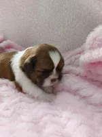 Monica, a female Shih Tzu for sale in Buffalo, NY – Photo 1 of 2