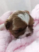 Monica, a female Shih Tzu for sale in Buffalo, NY – Photo 2 of 2