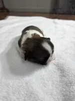 Allen AKC Imperial , a male Shih Tzu for sale in Buffalo, NY – Photo 2 of 2