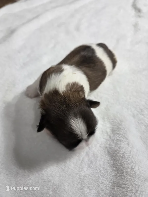 Allen AKC Imperial  – Shih Tzu puppy for sale in Buffalo, NY