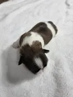 Allen AKC Imperial , a male Shih Tzu for sale in Buffalo, NY – Photo 1 of 2