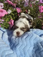 Oliver AKC , a male Shih Tzu for sale in Buffalo, NY – 3 of 3