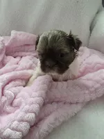 Crystal , a female Shih Tzu for sale in Buffalo, NY – Photo 2 of 2