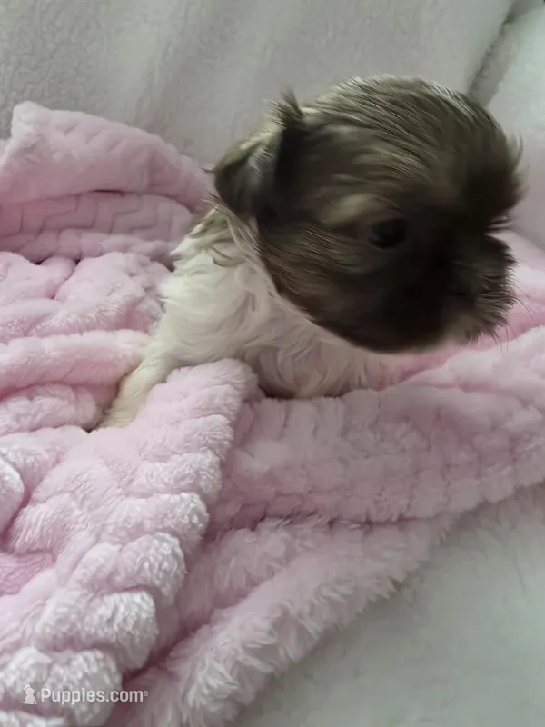 Crystal  – Shih Tzu puppy for sale in Buffalo, NY