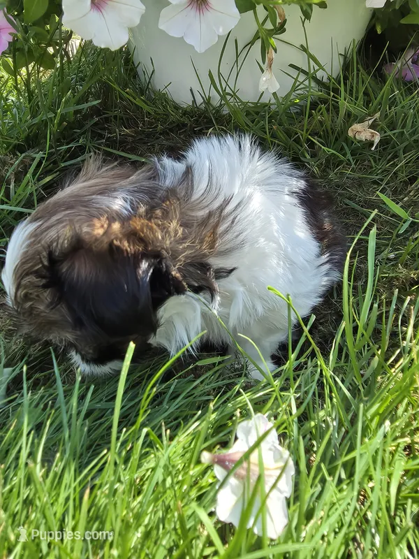 Chip AKC Imperial  – Shih Tzu puppy for sale in Buffalo, NY