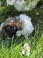Chip AKC Imperial , a male Shih Tzu for sale in Buffalo, NY – 1 of 4