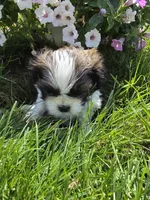 Tom AKC Imperial , a male Shih Tzu for sale in Buffalo, NY – 3 of 3