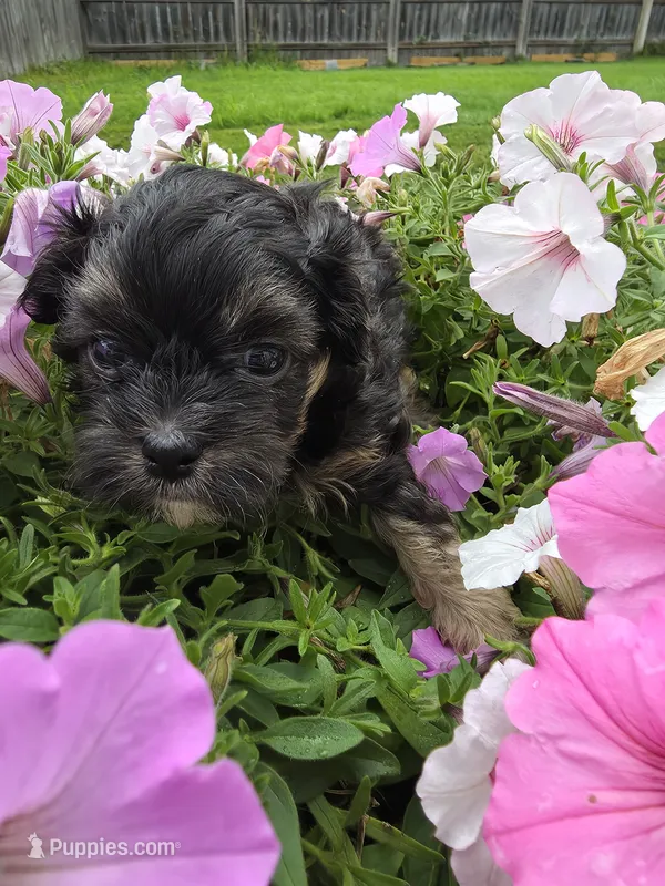 Fizz AKC Imperial Shih-Tzu Shihpoo – Shih Tzu, Poodle - Toy  puppy for sale in Buffalo, NY