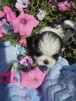 Lou AKC, a male Shih Tzu for sale in Buffalo, NY – 2 of 3