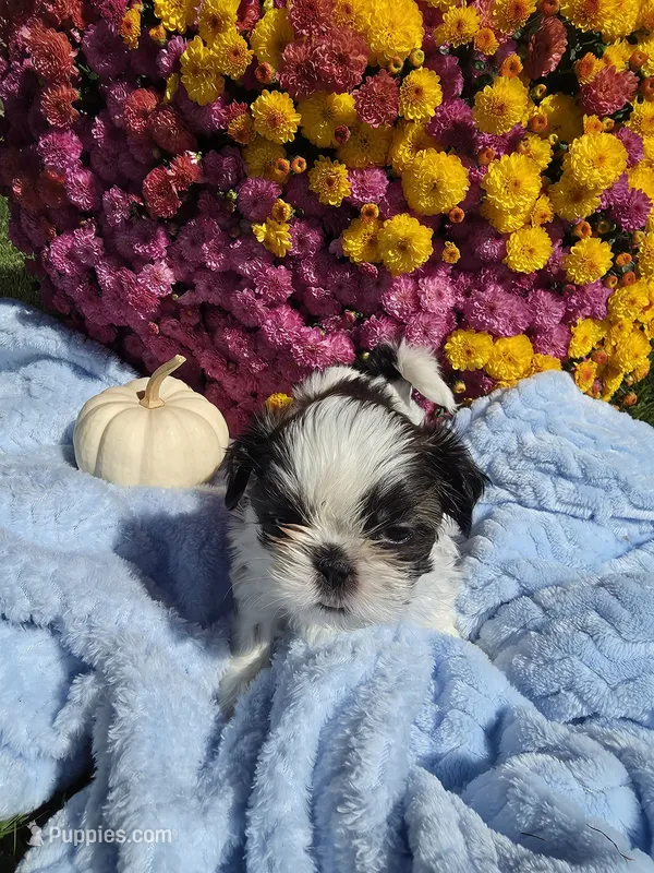 Lou AKC – Shih Tzu puppy for sale in Buffalo, NY