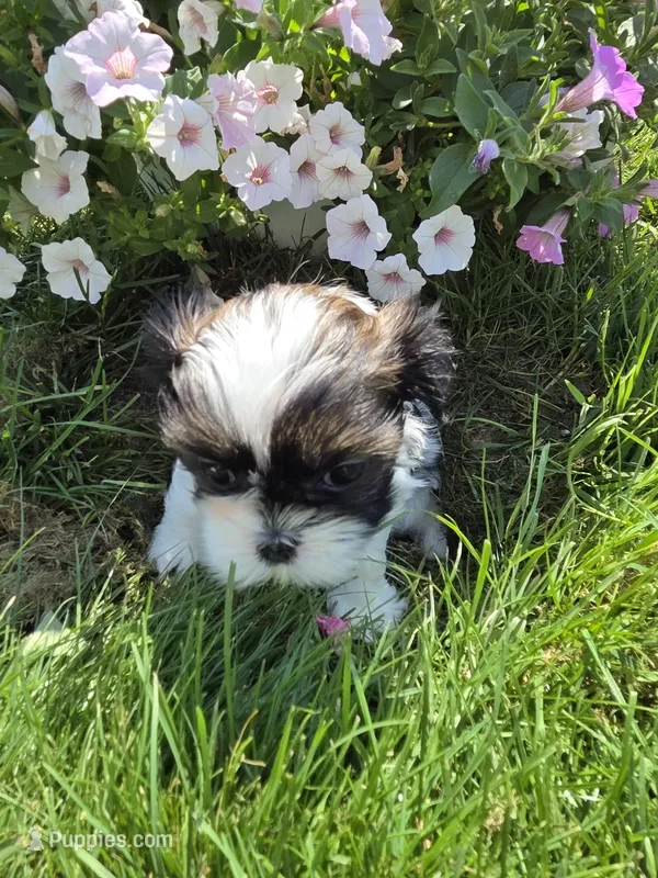 Petunia AKC Imperial  – Shih Tzu puppy for sale in Buffalo, NY