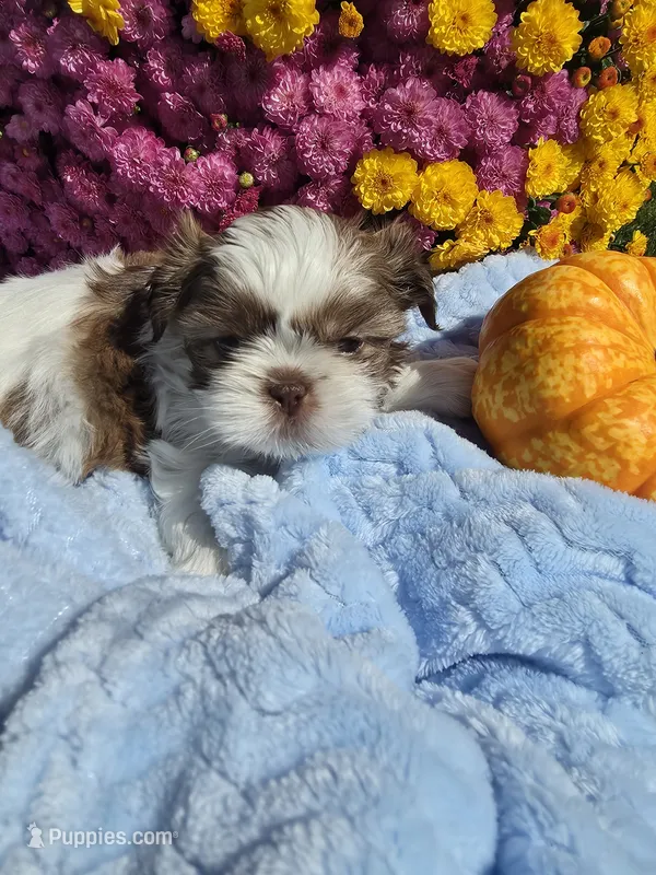 Oliver AKC  – Shih Tzu puppy for sale in Buffalo, NY