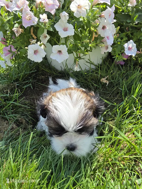 Dale AKC Imperial  – Shih Tzu puppy for sale in Buffalo, NY