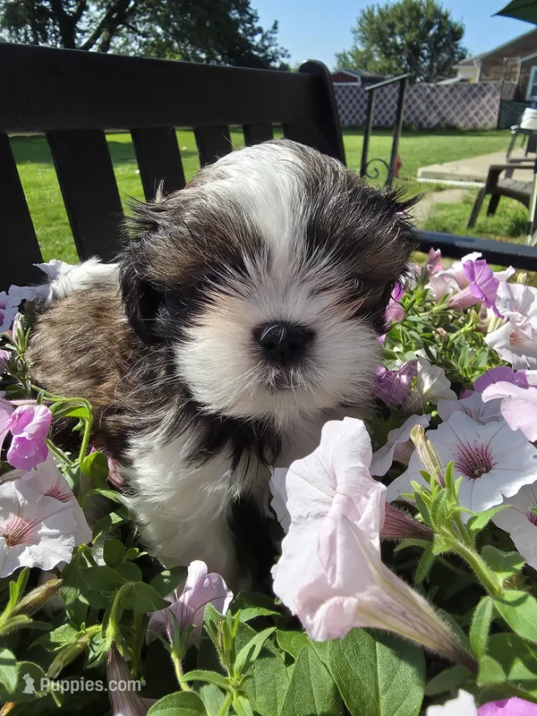 Jerry AKC Imperial  – Shih Tzu puppy for sale in Buffalo, NY