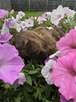 Rosie Imperial AKC Shihpoo, a female Shih Tzu and Poodle - Toy  for sale in Buffalo, NY – 2 of 3
