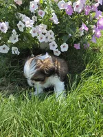 Jerry AKC Imperial , a male Shih Tzu for sale in Buffalo, NY – 2 of 3