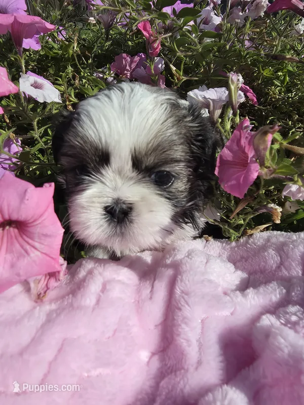 Heather AKC – Shih Tzu puppy for sale in Buffalo, NY