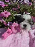 Heather AKC, a female Shih Tzu for sale in Buffalo, NY – 2 of 3