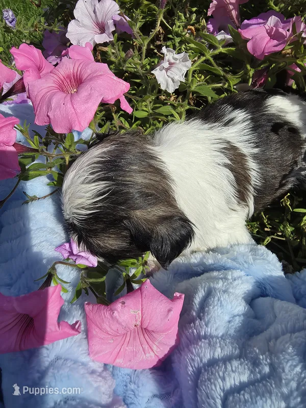 Lou AKC – Shih Tzu puppy for sale in Buffalo, NY