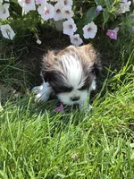 Tom AKC Imperial , a male Shih Tzu for sale in Buffalo, NY – 2 of 3