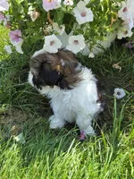Chip AKC Imperial , a male Shih Tzu for sale in Buffalo, NY – 3 of 4